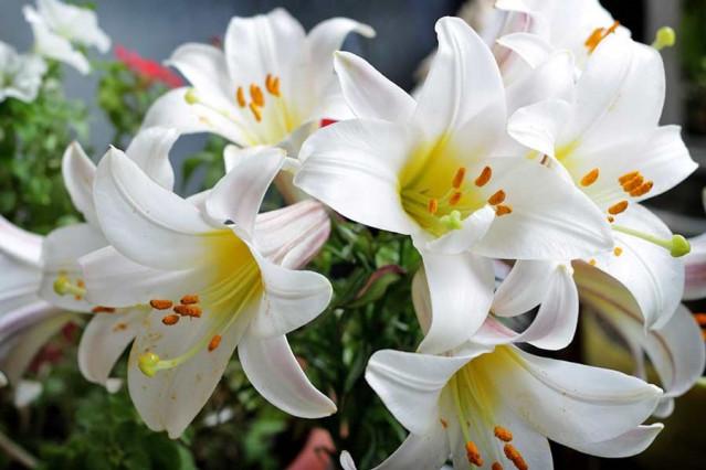 Фото Жёлтые тюльпаны – не вестники разлуки: что на самом деле означают цветы к 8 Марта 10